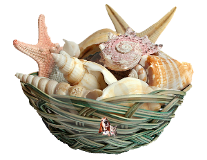 a basketful of seashells 